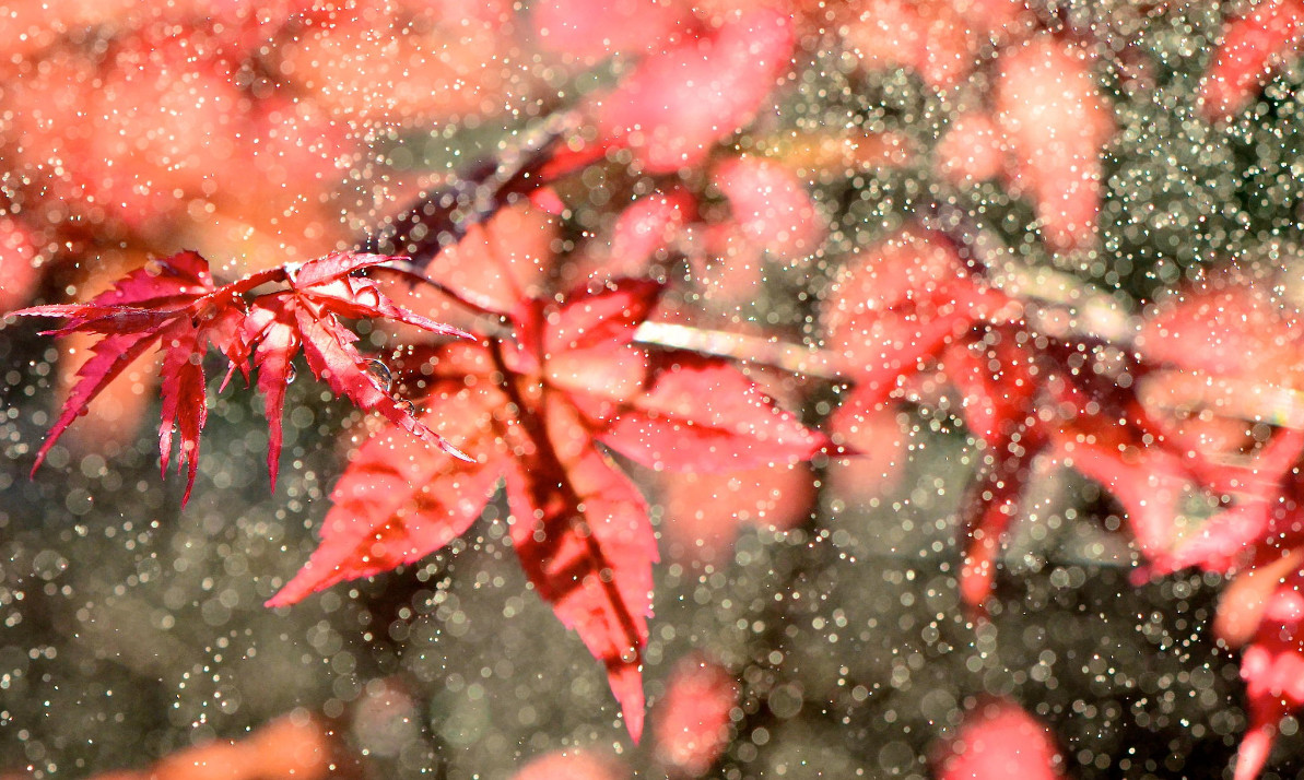 Красный листок клена. Фото: EnBo
