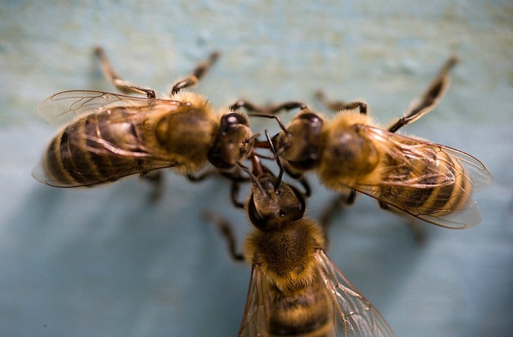 Передача нектара между  пчелами