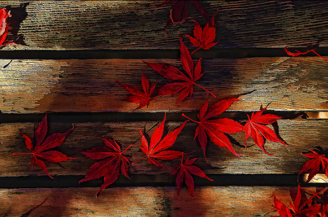 Листья клена на скамейке. Фото: Bruce Tighe