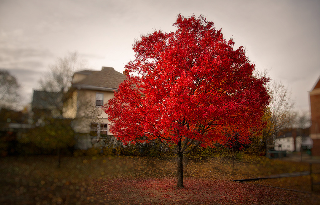 Красный клен возле дома. Фото: James Cuthbert
