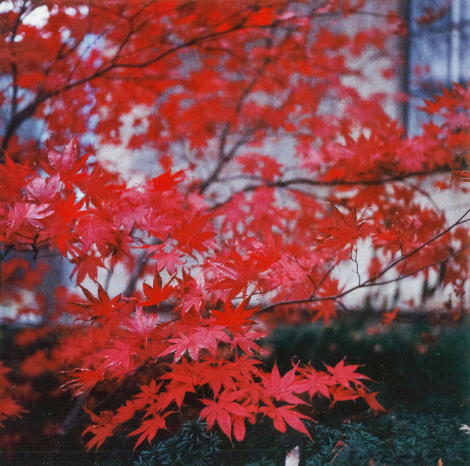 Листья красного клена. Фото: Christopher Liando 