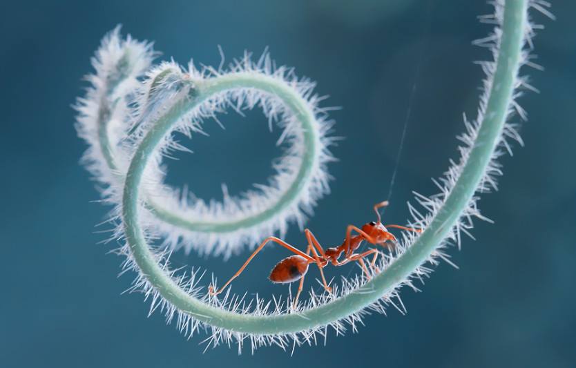 Фото муравья. Фото: Sudarmawan