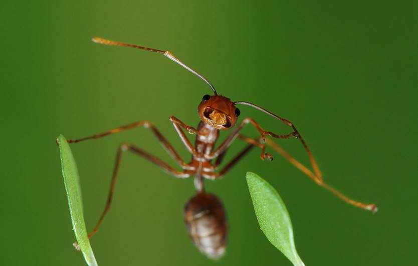 Макро фото муравья. Фото: Sudarmawan