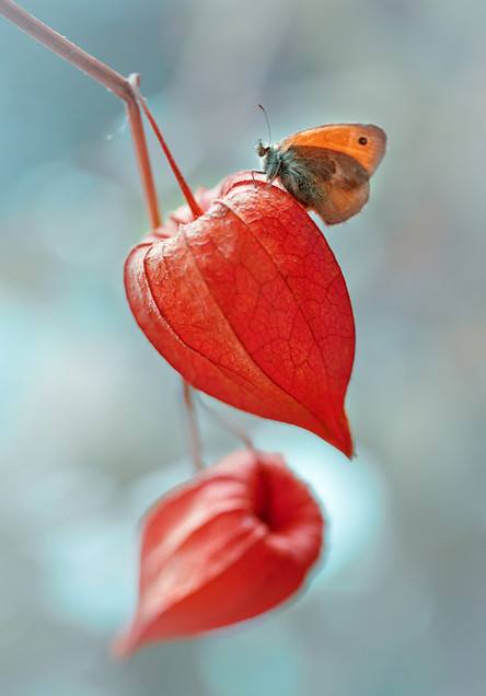 Бабочка и физалис. Фото: Магда Васичек