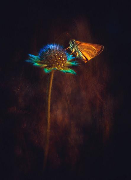 Маленькая бабочка на цветке. Фото: Магда Васичек