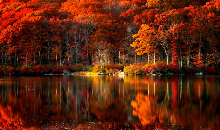 Осенний лес над рекой. Фото: Nathan Brisk