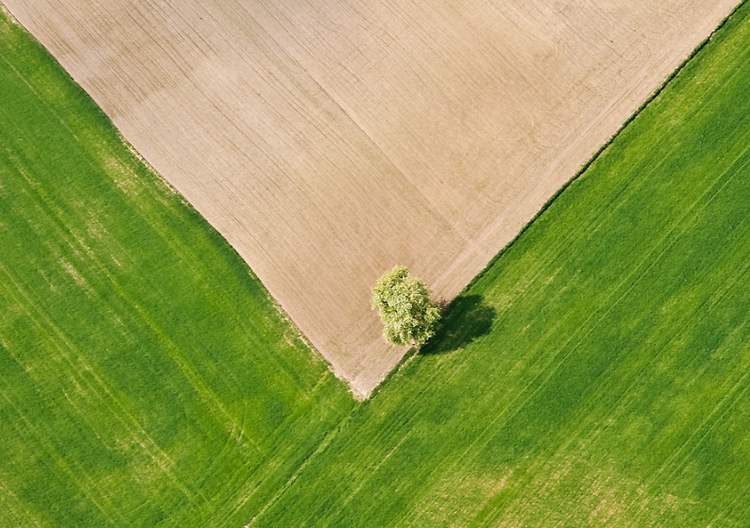 Дерево в поле. Фото: Lukasz Jablonski