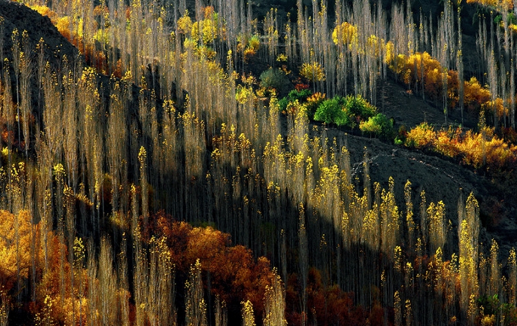 Лес поздней осенью. Фото: Atif Saeed