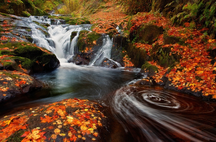 Листья и водопад. Фото: Miles Morgan