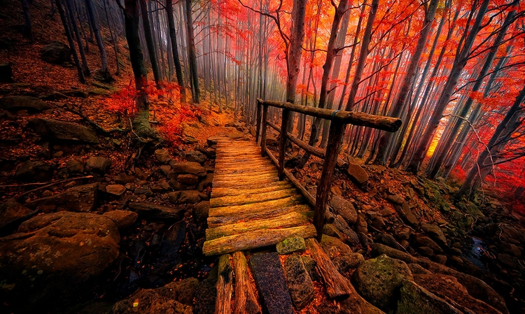 Яркий осенний лес. Фото: Merca Michael