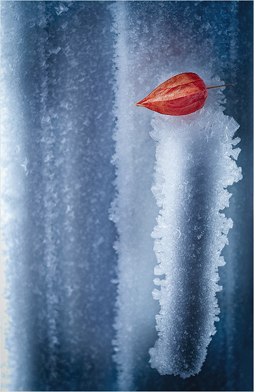 Лёд и физалис. Фото Елены Андреевой