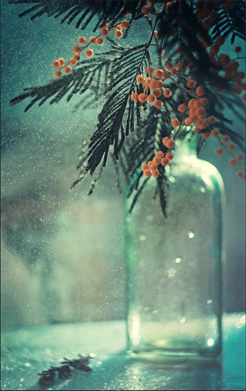 Мимоза в вазе. Фото Елены Андреевой