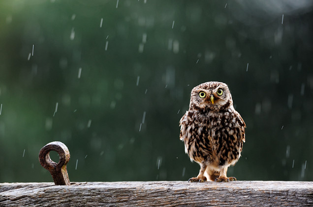 Сова под дождем. Фото: Craig Churchill