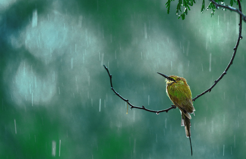 Природа во время дождя. Фото: Atif Saeed