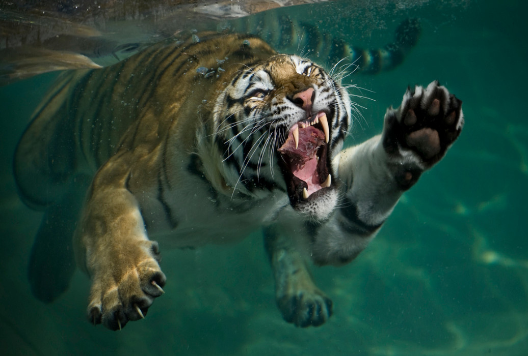 Тигр под водой. Фото: Mukul Soman