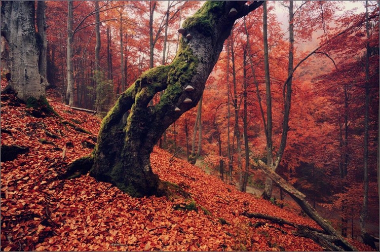 Красная листва. Фото: Влад Соколовский