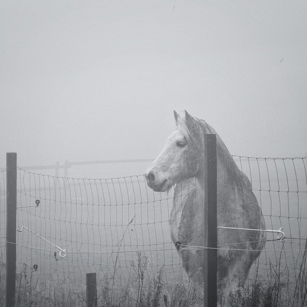 Лошадь в тумане. Фото: Франк, Германия