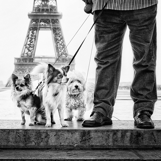 Собачки и Эйфелева башня. Фото: Мустафа Сэвэн