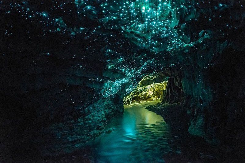 Пещера светлячков Ваитомо. Фото: waitomo.com