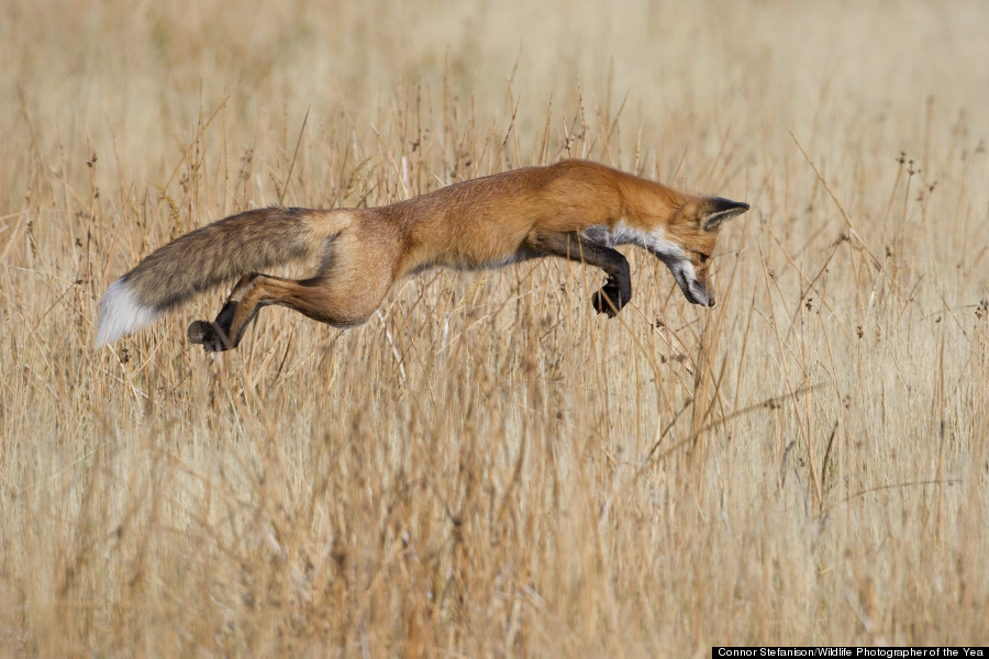 Lucky pounce © Connor Stefanison / Wildlife Photographer of the Year 2013