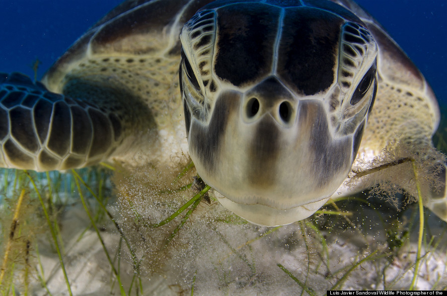 Dive buddy © Luis Javier Sandoval / Wildlife Photographer of the Year 2013