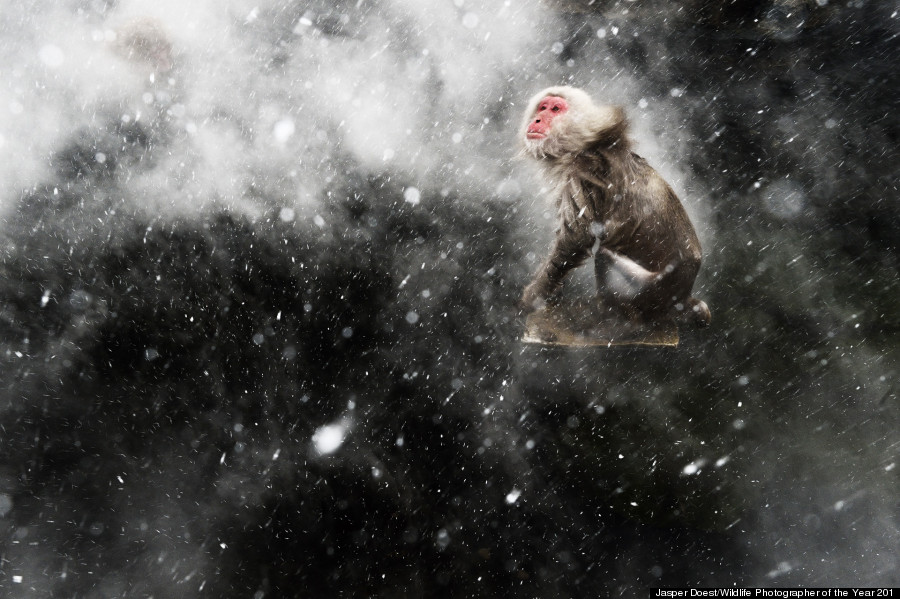 Snow moment © Jasper Doest / Wildlife Photographer of the Year 2013