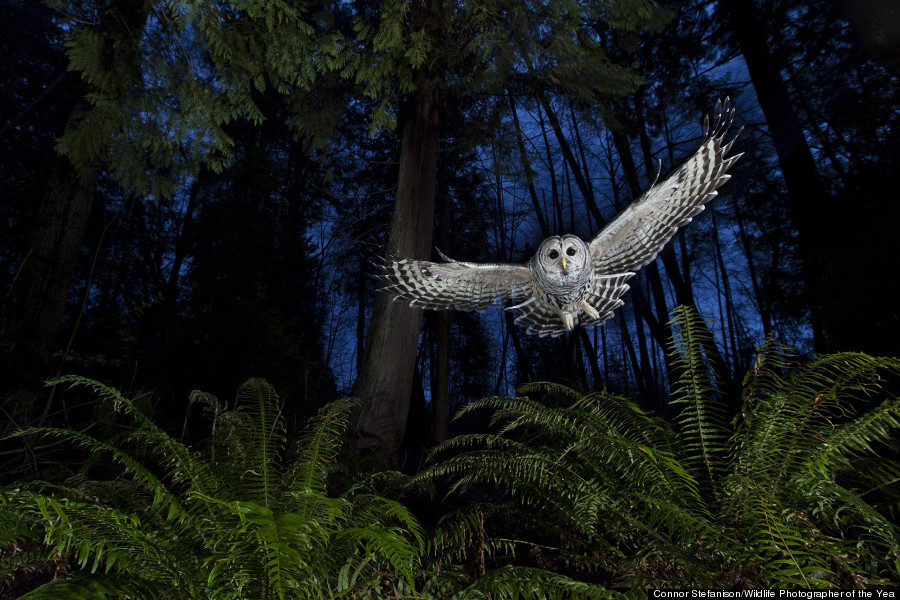 The flight path © Connor Stefanison / Wildlife Photographer of the Year 2013