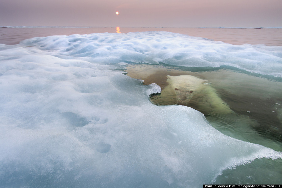 Water Bear © Paul Souders / Wildlife Photographer of the Year 2013