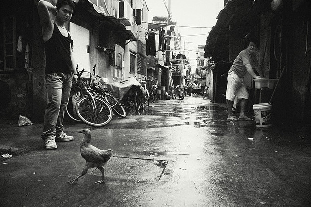 Цыпленок на улице. Фото: Sakura Love