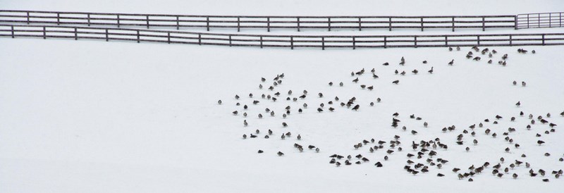 Стайка птиц на снегу. Фото: Dale Keiger