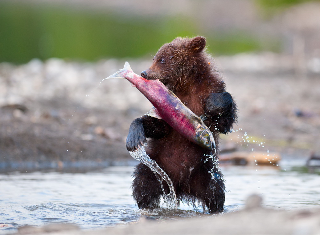 Медведь с рыбой. Фото: Николай Зиновьев 