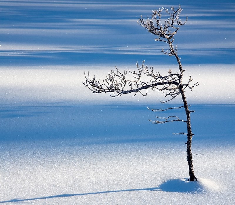 Синий снег. Фото:  Robert Gotthold