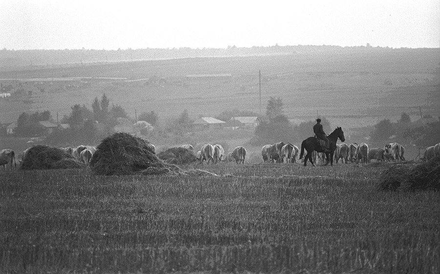 «Деревенское утро», Вологодская область, 1978 год