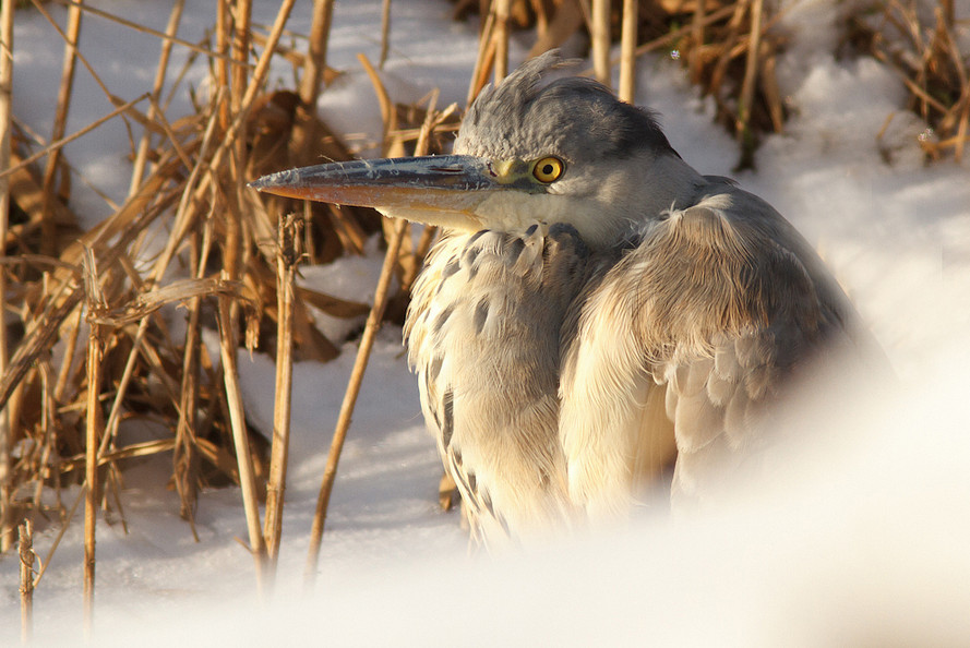 Птица в снегу.  Фото: Tom Kruissink