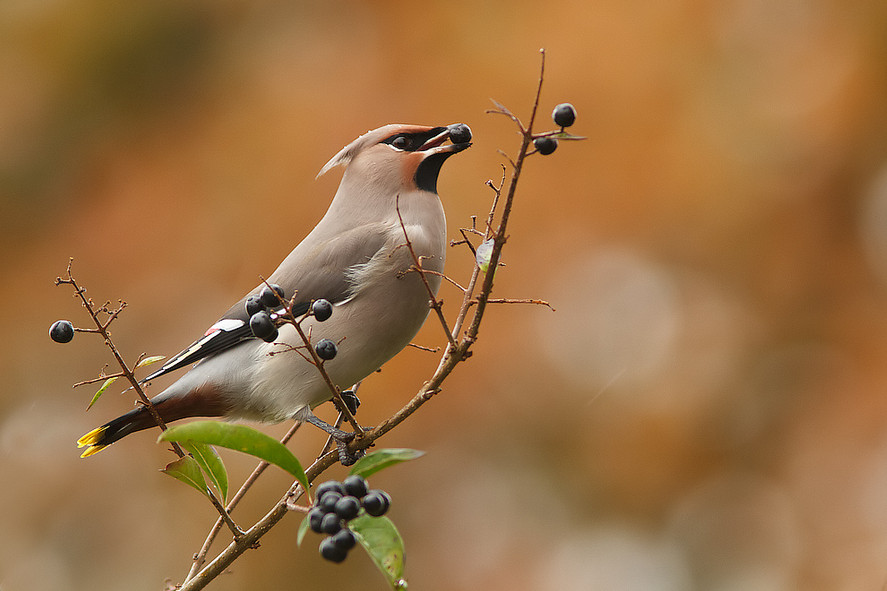 Птица с ягодой. Фото птиц.  Tom Kruissink