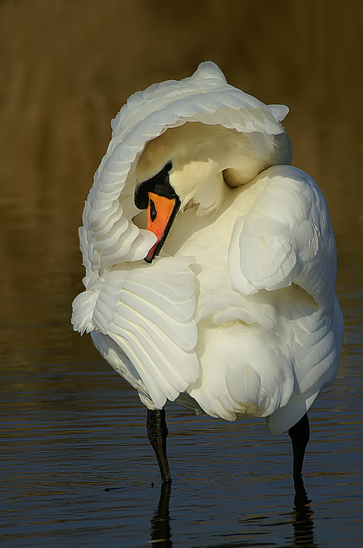 Лебедь-шипун. Фото: Tom Kruissink