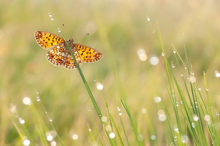 Бабочка. Фото: Tom Kruissink