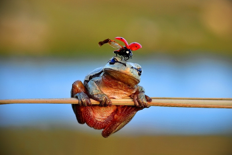 Лягушка на веточке. Автор: Mustafa Ozturk