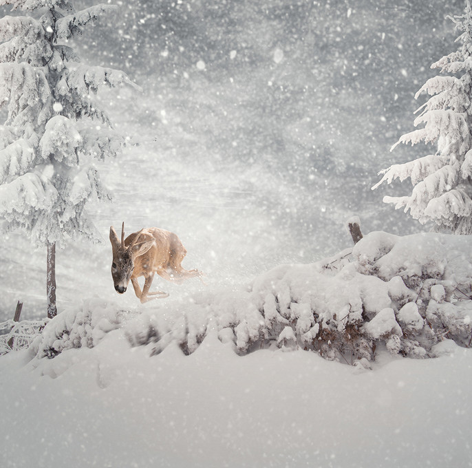 Олень в зимнем лесу. Фото: Карас Йонут