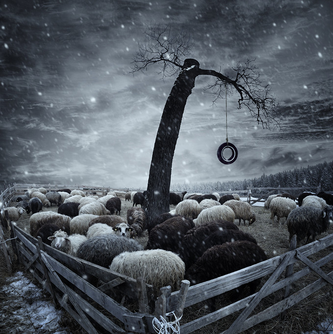 Овцы. Фото: Карас Йонут