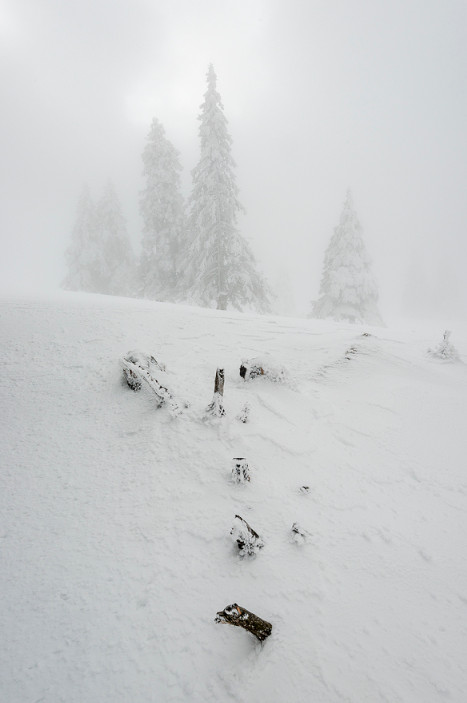 Туман и белый лес. Фото: Zsolt Kiss