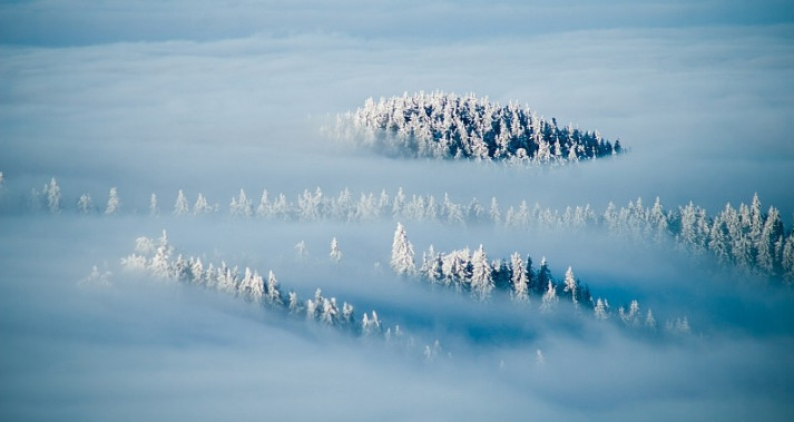 Зимний лес в тумане. Фото: Marcin Jagiellicz