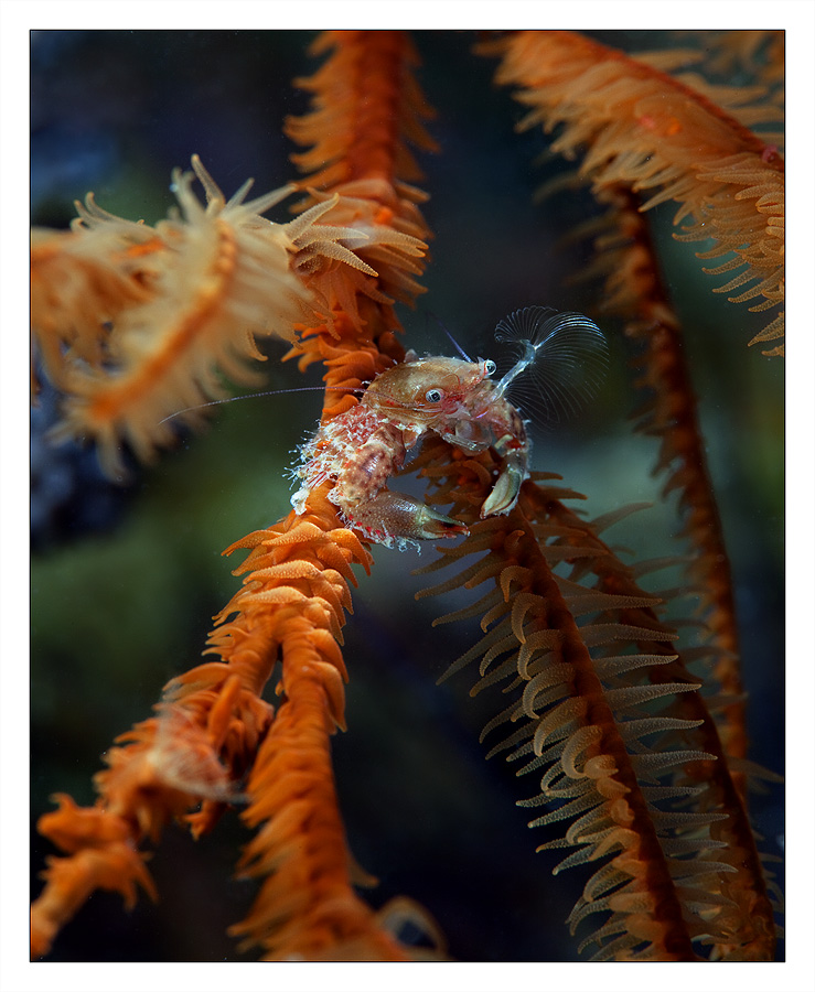 Морские обитатели.  Фото: Андрей Нарчук