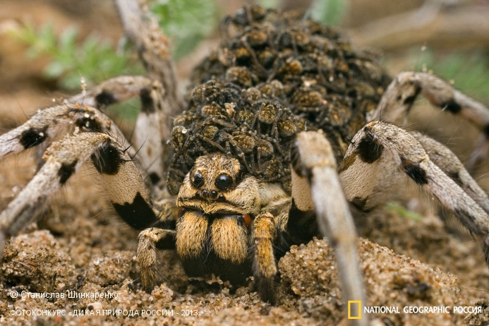 Многодетная мама (2 место в номинации «Мамы и детеныши»). Самка южнорусского тарантула носит паучат на спине. Автор: Станислав Шинкаренко  