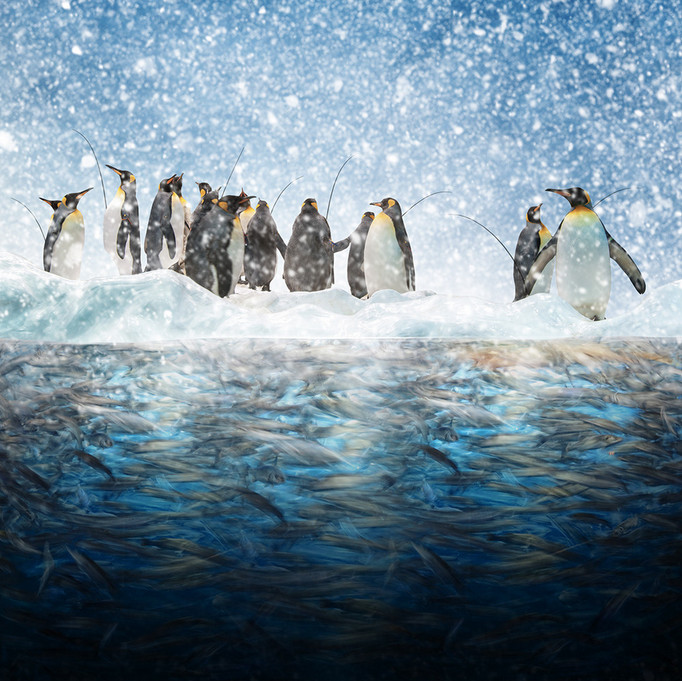 Пингвины и снег. Фото: Карас Йонут