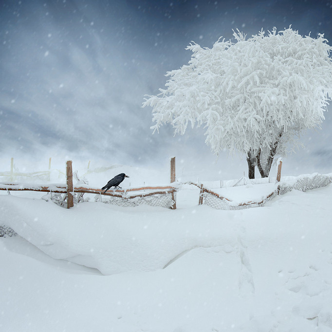 Зима. Фото: Карас Йонут