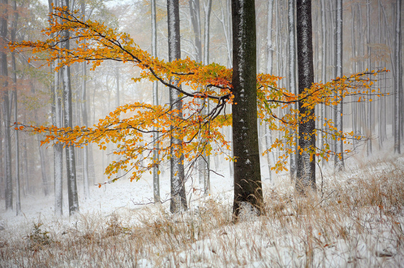 Зимний лес. Фото: Michal Vitasek