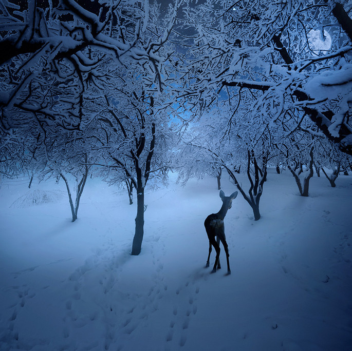 Зимний лес. Фото: Карас Йонут