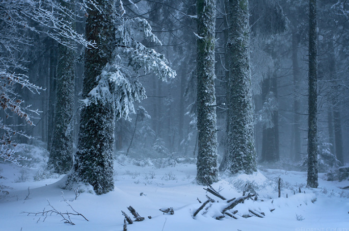 Зимний сумеречный лес. Фото: Florent Courty