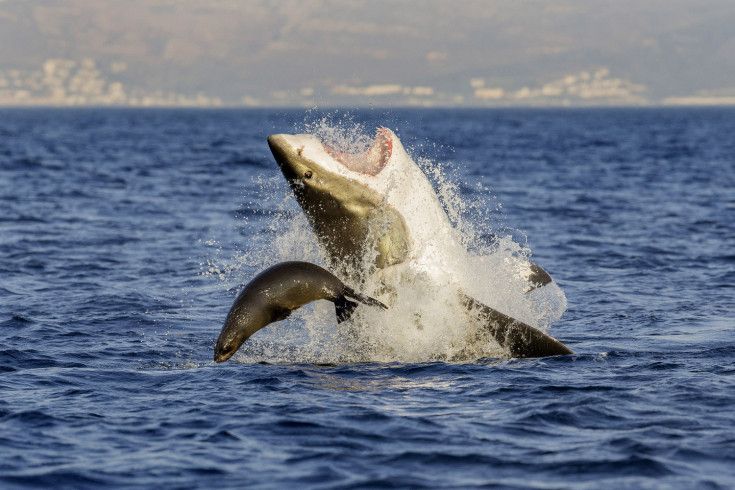 Морской котик избежал смерти от челюстей акулы у берегов Кейптауна в Южной Африке. Фото: David Jenkins, Caters News
